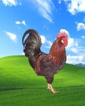 pic for XP chicken